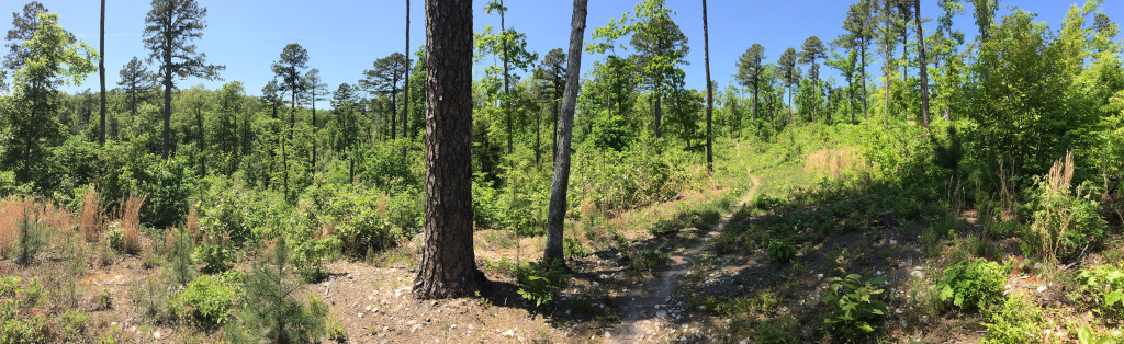Arkansas IMG_7261