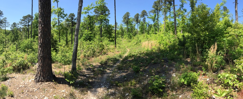 Arkansas IMG_7262